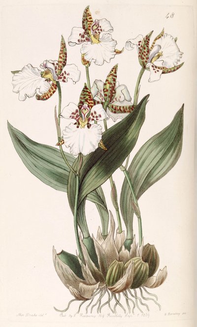 Rhynchostele rossii de Miss Drake